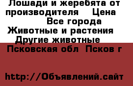 Лошади и жеребята от производителя. › Цена ­ 120 - Все города Животные и растения » Другие животные   . Псковская обл.,Псков г.